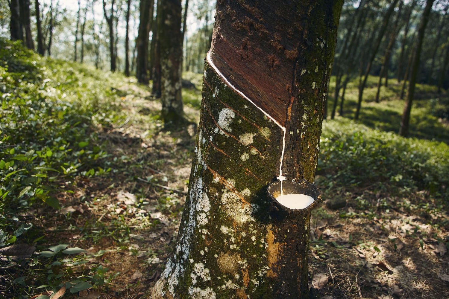 Natural latex material